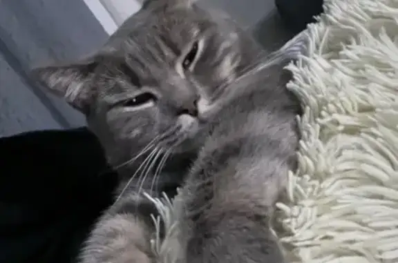 Кошки потеряшки, Ленинградская область, фото: Потеряшка кошка, Агалатовское СП, Ленобласть