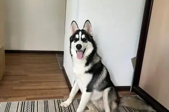 Хаски найден у больницы, Компрессорный