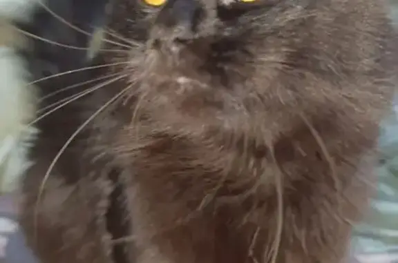 Кошки потеряшки, Ростов-на-Дону, фото: Потеряшка кошка, Днепровский пер. 90, Ростов