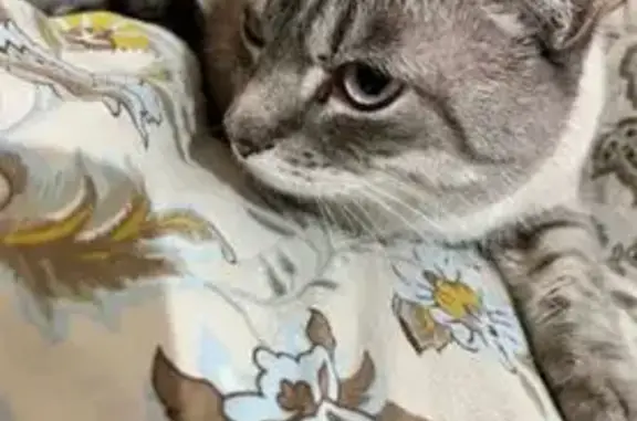 Найдена кошка, Рошаль, фото: Кошка найдена: 1-я Первомайская, 1А, Рошаль