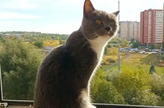 Пропала беременная кошка, Дмитров, МО