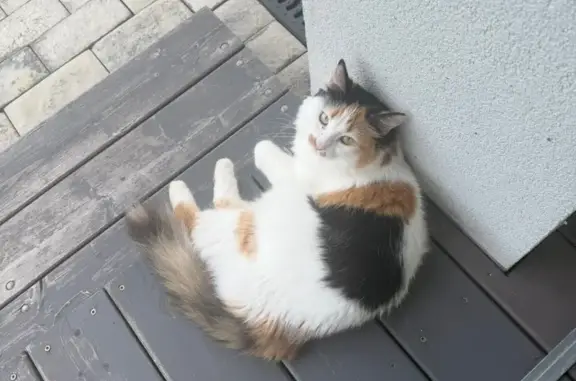 Пропала кошка в МО, Белая с пятнами