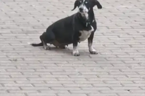 Найдена собака, Тверь, фото: Собака найдена: наб. реки Лазури, Тверь