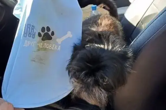 Найдена собака, Ленинградская область, фото: Найден черный гриффон в Телези, ЛО