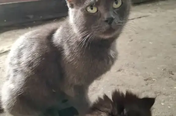 Найдена кошка, Новосибирск, фото: Кошка с котятами у гаражей на Тимакова