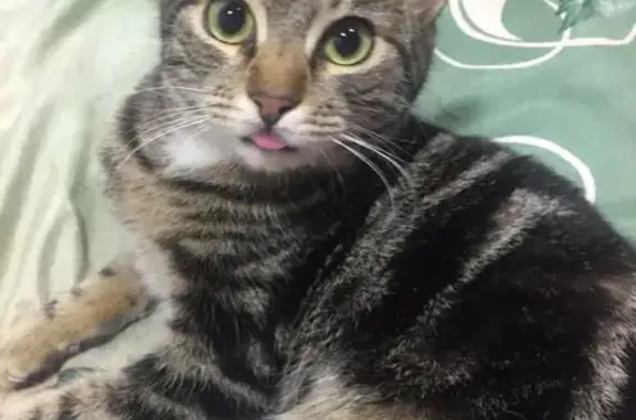 Пропала кошка, Вологодская область