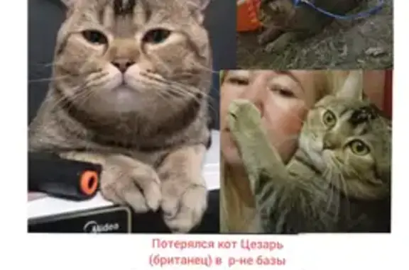 Пропала кошка, Пионерская ул., Глядены