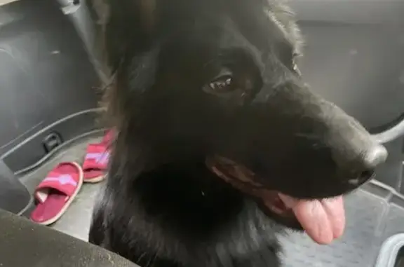 Найдена собака, Токсово, фото: Собака найдена, ул. Некрасова 2, Токсово