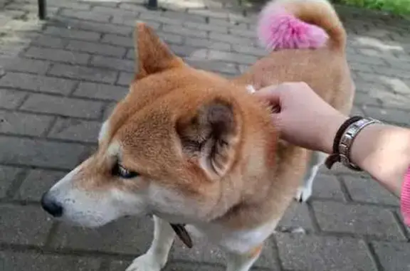 Объявления о пропавших и найденных животных, Москва, фото: Сиба-ину найдена на 3-й Владимирской, 11