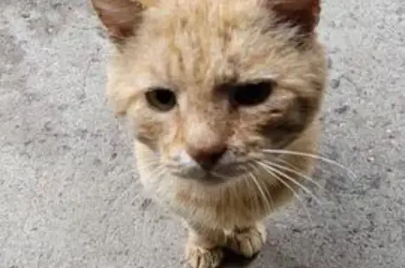 Кошка найдена в Кальтино, Ленобласть