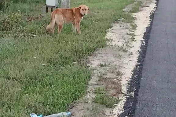Найдена собака, Мокшан, фото: Собака найдена, Засечная ул., Мокшан