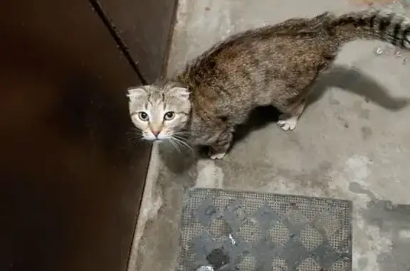 Кошка найдена: ул. Ватутина, 1, НН