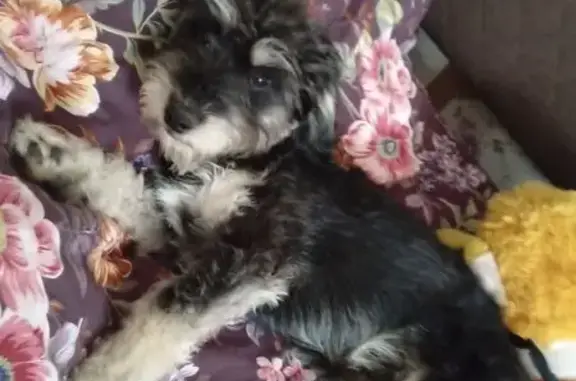 Собаки потеряшки, Краснозатонский, фото: Потеряшка собака, ул. Шолохова, 35