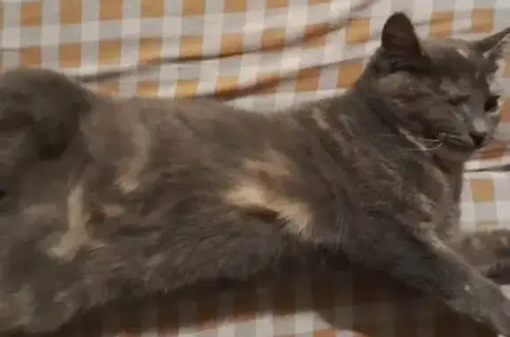 Пропала кошка в Дурыкино, дом 15.