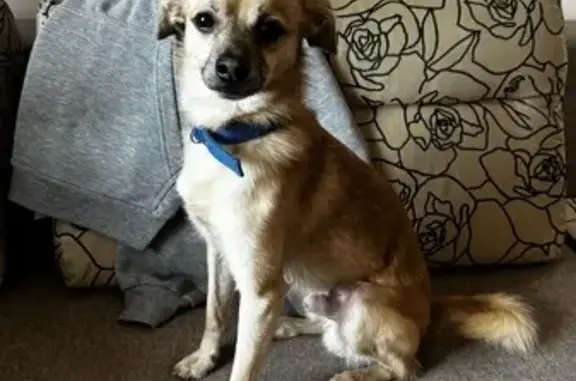 Собака найдена на Курганской улице, Калининград