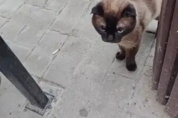 Сиамская кошка найдена: Гоголевский 23