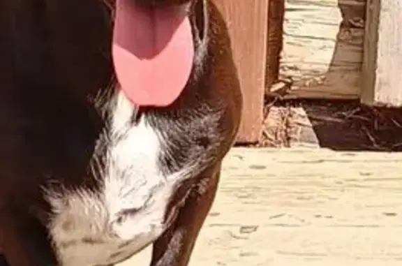 Собаки потеряшки, Краснозатонский, фото: Потеряшкаи собаки на Шолохова, 35