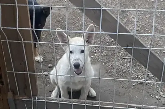 Собаки потеряшки, Ангарский городской округ, фото: Потеряшка собака Бим, ул. Шароны, Иркутск
