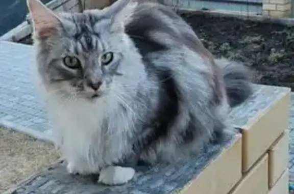 Пропала кошка, Родниковая ул., 17