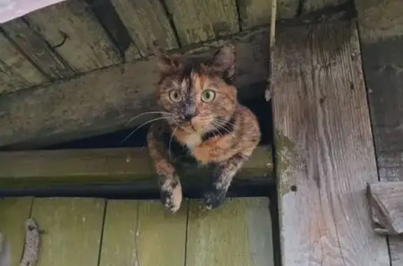 Пропала кошка, ул. Дмитрия Донского, 3А