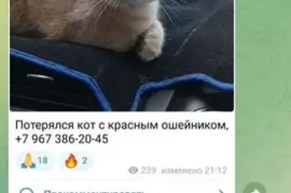 Пропала кошка на базе ЭкоЯр, Приморье