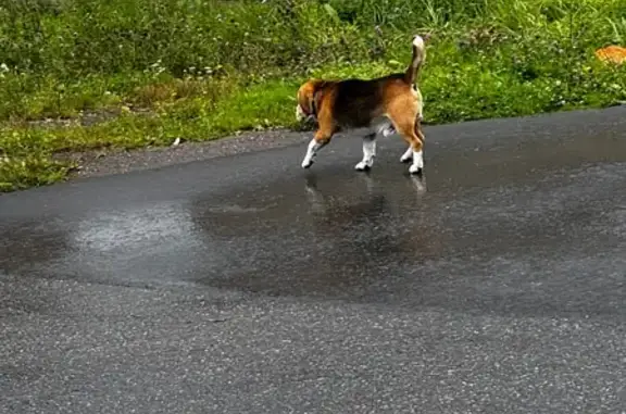 Бигль найден на ул. Ромашина, 25, Антоновка