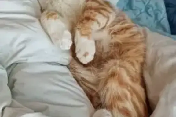 Пропала рыжая кошка, Московская область