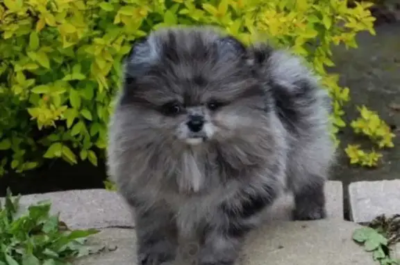 Пропала собака, Воронежская обл.