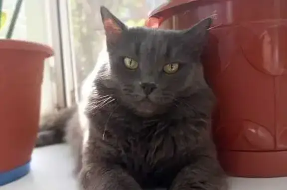 Пропала серая кошка, Пионерская 2