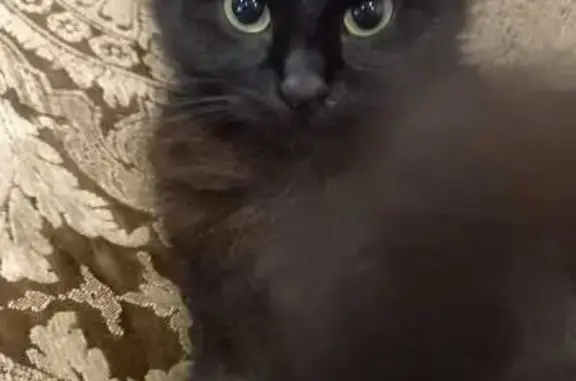 Кошки потеряшки, Уфа, фото: Потеряшка кошка, Уфа, ул. Юности