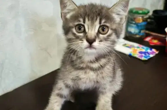 Котёнок найден, ул. Серова 293, Ставрополь