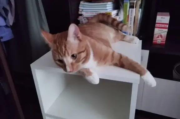 Кошки потеряшки, Москва, фото: Потеряшка котик, Москва, Каспийская 26к3