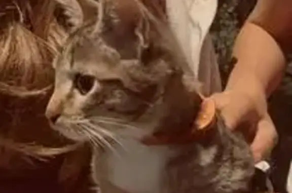 Кошка найдена, Чита, 2А.