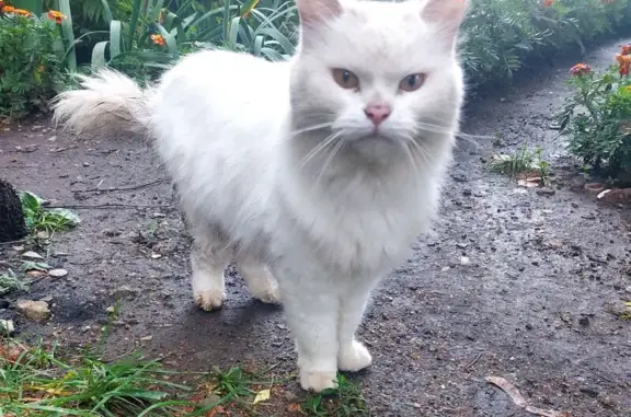 Кошка у подъезда, ул. Мира, 54В, Новомосковск