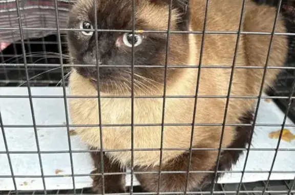 Найдена кошка, Череповец, фото: Кошка найдена: Северное шоссе, 31, Череповец