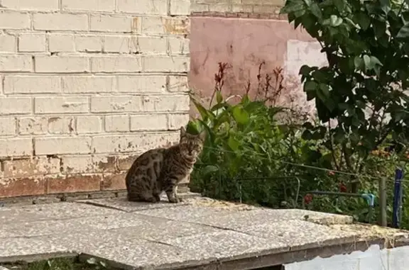 Найдена кошка, Егорьевск, фото: Кошка найдена: Егорьевск, 5 микрорайон