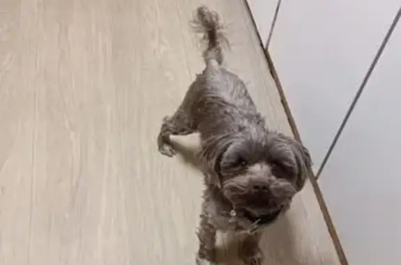 Собаки потеряшки, Пенза, фото: Потеряшка собака, Пенза, 3-й пр. Д. Бедного, 20