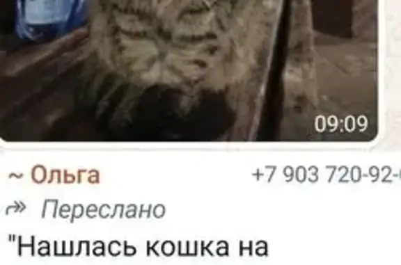 Серая кошка найдена на Перервинском, 15к1