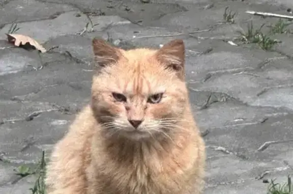 Кошка найдена: ул. Ленина, 88, Киров
