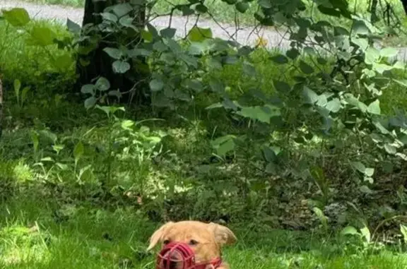 Собаки потеряшки, Москва, фото: Потеряшка собака на Измайловском проспекте