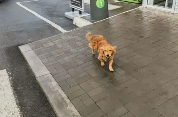 Собака найдена: Сернурский тракт, 23