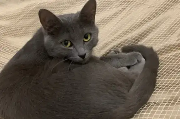 Кошки потеряшки, Вологда, фото: Потеряшка кошка Вася, Дальняя ул. 28, Вологда