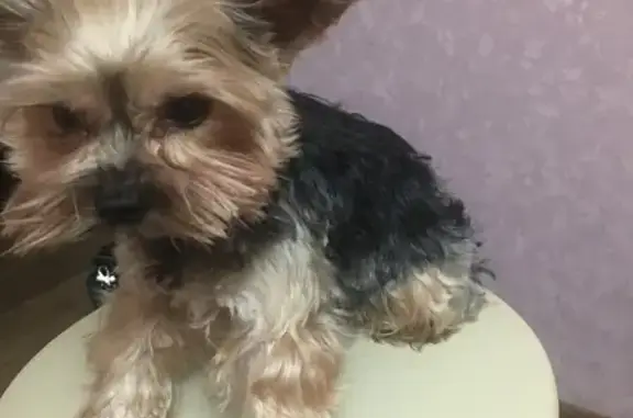 Пропала собака, Октябрьская 35, Алушта