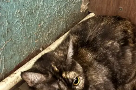 Найдена кошка, Красноярск, фото: Кошка найдена: Красномосковская 32