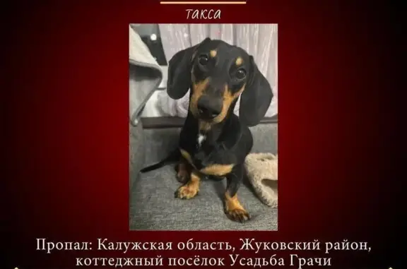 Пропала собака в Грачёвке, Калужская обл.