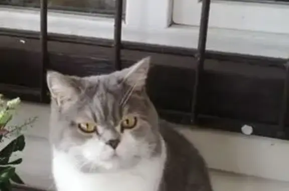 Кошки потеряшки, Мининский сельсовет, фото: Потеряшка кот Сёма, Мининский с/с, Калягино