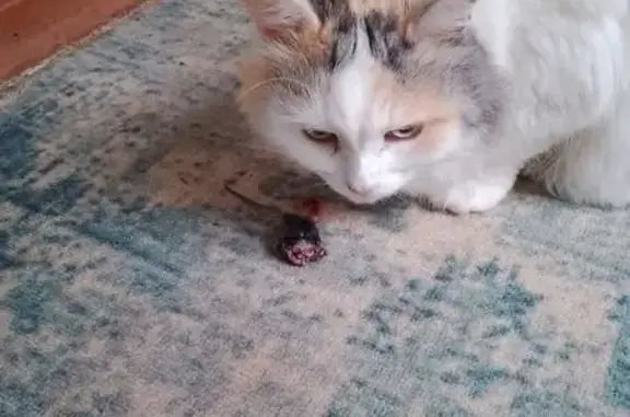 Пропала кошка, Тульская область