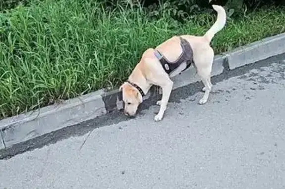 Найдена собака на Куйбышева, 171, Екатеринбург