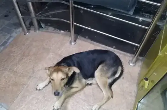 Собака ждёт хозяина: ул. Жлобы, 139