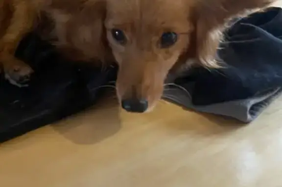 Собака найдена на Адмирала Ушакова, 4